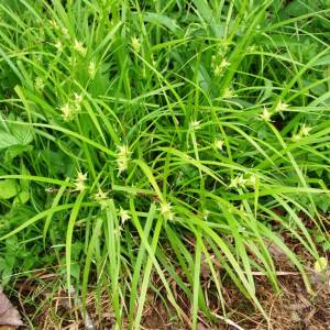 Cladium mariscoides