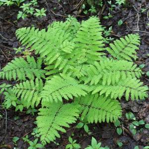 Deparia asrostichoides