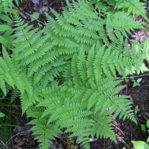 Dryopteris carthusiana
