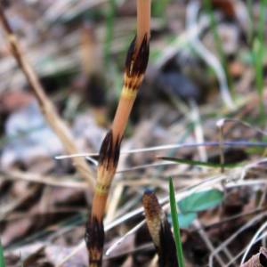 Equisetum arvense