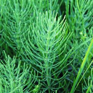 Equisetum pratense