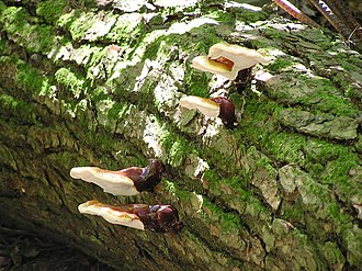 Ganoderma tsugae