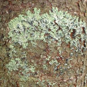 Hypogymnia physodes