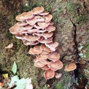 Lactarius aquifluus
