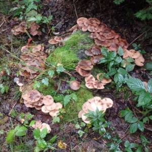 Lactarius sp.