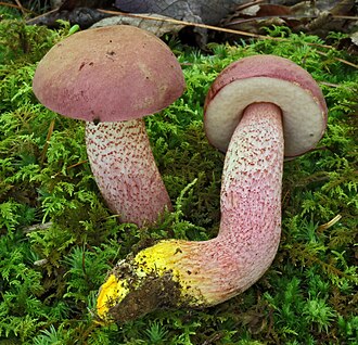 Leccinum chromapes