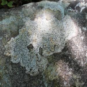 Lecidella stigmatea