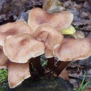 Lepiota americana