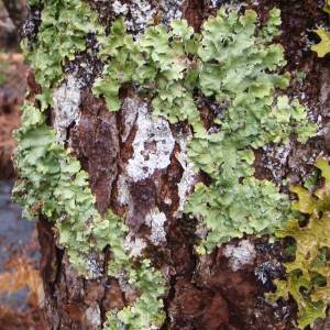 Lobaria quercizans