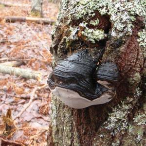 Phellinus igniarius