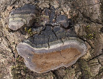 Phellinus tremulae