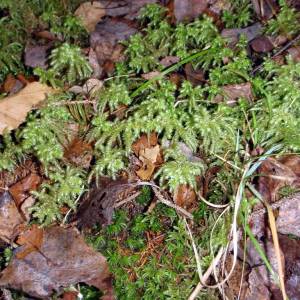 Plagiothecium laetum