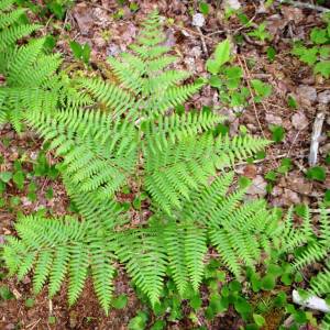Pteridium aquilinum