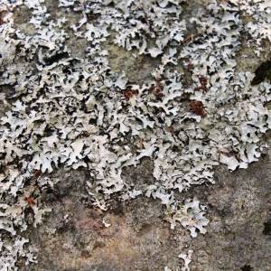 Punctellia rudecta