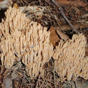 Ramaria stricta