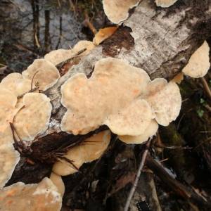 Stereum striatum